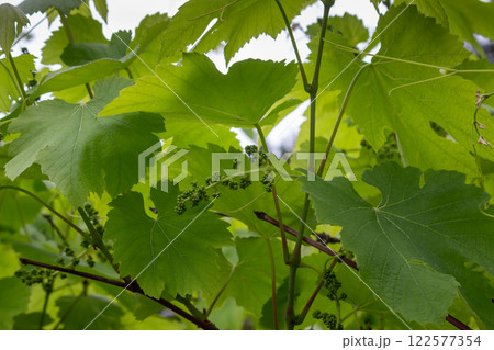 Little winegrapes on a bush, Madeira, Portugal 122577354