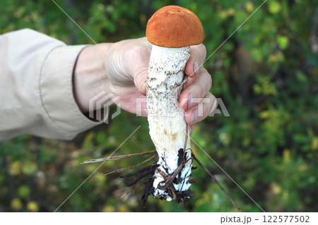 Hand holds a big forest mushroom. Leccinum aurantiacum or Leccinum vulpinum mushroom. Hand holds a big forest mushroom. Leccinum aurantiacum or Leccinum vulpinum mushroom. 122577502