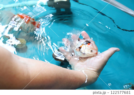 Group of Goldfish Group of Goldfish 122577681