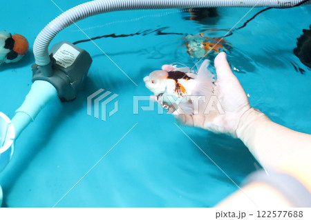 Group of Goldfish Group of Goldfish 122577688