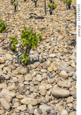 Typical vineyard with stones near Chateauneuf-du-Pape, Cotes du Rhone, France Typical vineyard with stones near Chateauneuf-du-Pape, Cotes du Rhone, France 122578035
