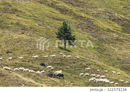 Sheep in typical  landscape near Portillo de Eraize and Col de la Pierre St Martin, Spanish French border in the Pyrenees, Spain 122578136