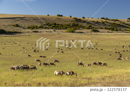 Herd of sheep near Millau, Occitanie, Departement Aveyron, France 122578137