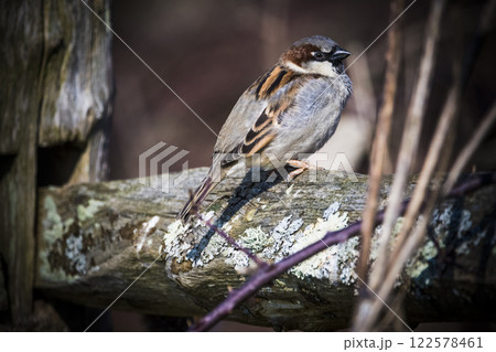 House sparrow perched in pool of light on rough wooden fence House sparrow perched in pool of light on rough wooden fence 122578461
