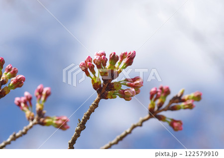 開花を待つ桜《ソメイヨシノの蕾》 開花を待つ桜《ソメイヨシノの蕾》 122579910