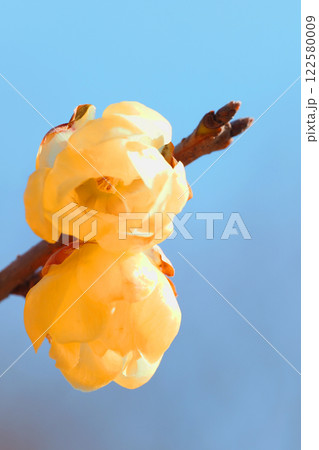ロウバイの花 122580009