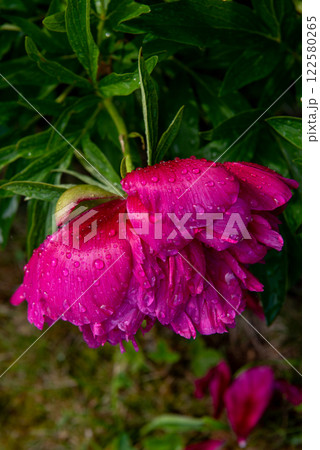 The peony or paeony. pink flowers in garden. The peony or paeony. pink flowers in garden. 122580265