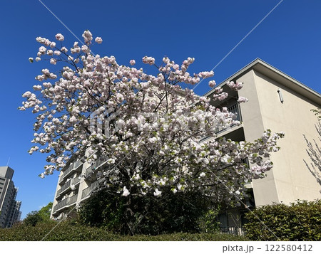 4月中旬、団地の敷地内に咲いた、満開の牡丹桜です。 4月中旬、団地の敷地内に咲いた、満開の牡丹桜です。 122580412