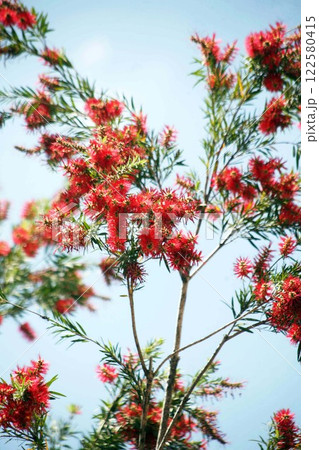 青空に咲くブラシノキの花 122580415