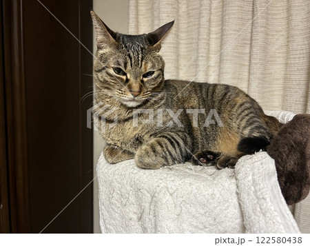 目を細めて、猫タワーの上で寛ぐ、キジトラの猫ちゃんです。 目を細めて、猫タワーの上で寛ぐ、キジトラの猫ちゃんです。 122580438