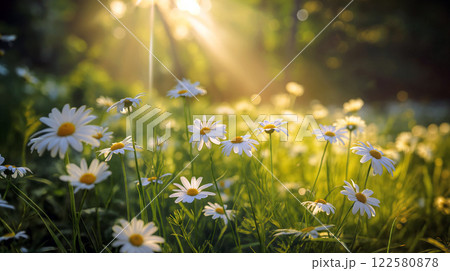 Sunlight illuminates a field of daisies at dawn creating a serene atmosphere in nature 122580878