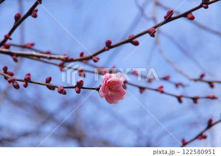 咲き始めた梅の花 122580951