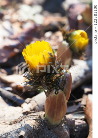福寿草の花 122581100
