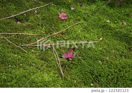 苔の上に落ちた紅葉 苔の上に落ちた紅葉 122581123