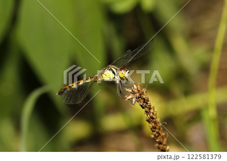 マユタテアカネ 122581379