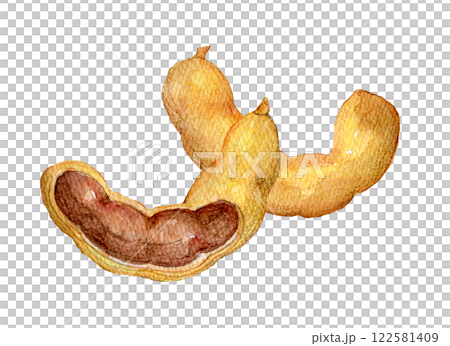 水彩插圖：羅望子 122581409