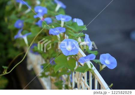 爽やか アサガオの花 爽やか アサガオの花 122582029