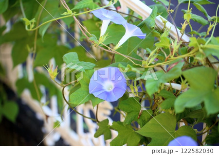 爽やか アサガオの花 爽やか アサガオの花 122582030