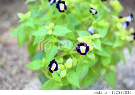 可愛い トレニアの花 可愛い トレニアの花 122582036