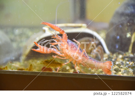 水槽の中で泳ぐザリガニ 122582074