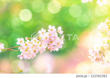 桜花アップ 122582362