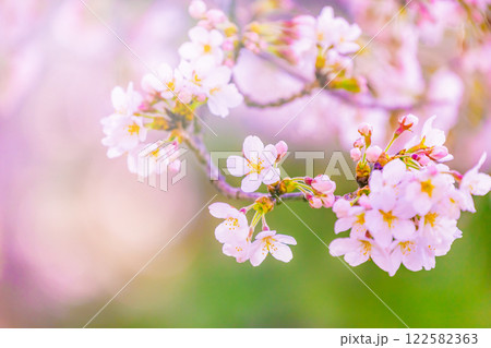 桜花アップ 122582363