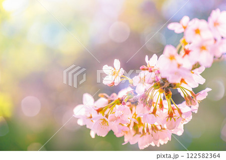 桜花アップ 122582364