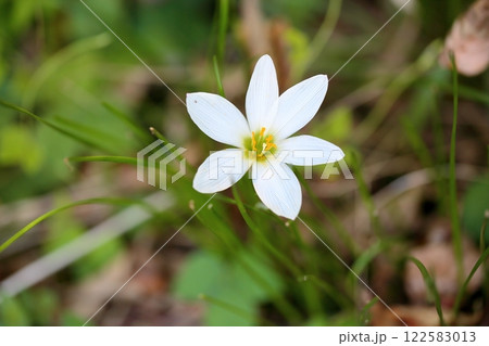 爽やか　タマスダレの花 122583013