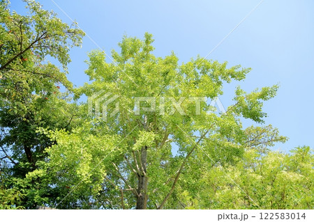 色づく イチョウの葉 銀杏の実 色づく イチョウの葉 銀杏の実 122583014