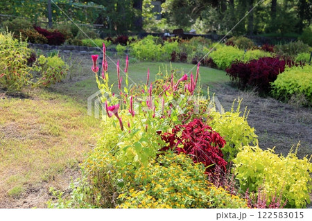 鮮やか ケイトウの花 鮮やか ケイトウの花 122583015