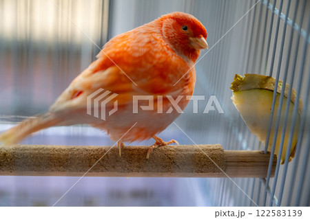 Pink red canary in a cage eating a pear fruit. Bird pets at home Pink red canary in a cage eating a pear fruit. Bird pets at home 122583139