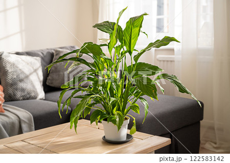 Spathiphyllum peace lily indoor plants sunset beautiful light Spathiphyllum peace lily indoor plants sunset beautiful light 122583142