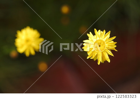 ペーパーデージーの花 122583323