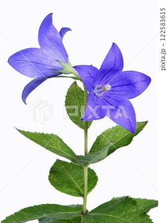 桔梗の花 秋の七草のひとつ 立体的表現 ( fix撮影 ) 桔梗の花 秋の七草のひとつ 立体的表現 ( fix撮影 ) 122583615