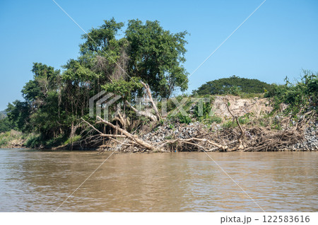 Big tree falling into river after typhoon Yagi has swept Southeast Asia.  122583616