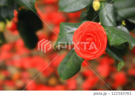 八重咲きの真っ赤な椿の花 八重咲きの真っ赤な椿の花 122583761