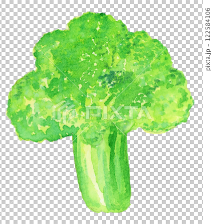 Hand-drawn watercolor illustration of delicious looking broccoli 122584106