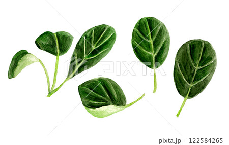 ベビーピノグリーンの手描き水彩イラスト 122584265