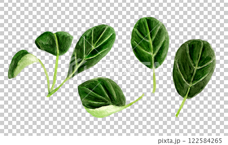 ベビーピノグリーンの手描き水彩イラスト 122584265