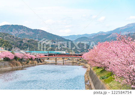 《河津町》河津川沿いに咲く桜並木と特急踊り子号　河津桜まつり 122584754