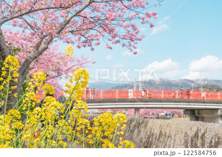 《河津町》河津川沿いに咲く河津桜・菜の花と赤い鉄橋　河津桜まつり 122584756
