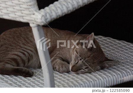 すやすやスヤスヤお昼寝タイム熟睡のサバトラ猫ちゃん すやすやスヤスヤお昼寝タイム熟睡のサバトラ猫ちゃん 122585090