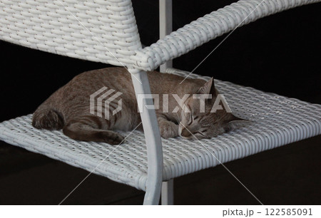 すやすやスヤスヤお昼寝タイム熟睡のサバトラ猫ちゃん 122585091