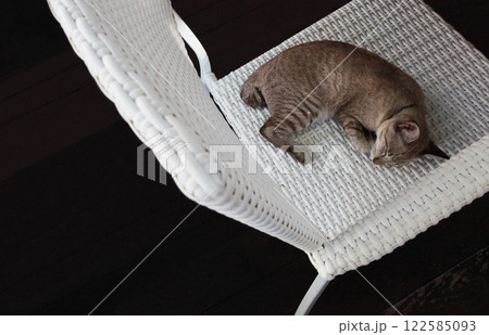 すやすやスヤスヤお昼寝タイム熟睡のサバトラ猫ちゃん すやすやスヤスヤお昼寝タイム熟睡のサバトラ猫ちゃん 122585093