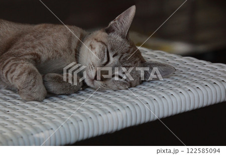 すやすやスヤスヤお昼寝タイム熟睡のサバトラ猫ちゃん 122585094