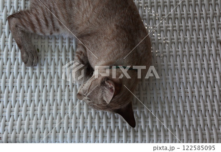 すやすやスヤスヤお昼寝タイム熟睡のサバトラ猫ちゃん すやすやスヤスヤお昼寝タイム熟睡のサバトラ猫ちゃん 122585095