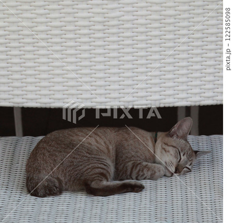すやすやスヤスヤお昼寝タイム熟睡のサバトラ猫ちゃん すやすやスヤスヤお昼寝タイム熟睡のサバトラ猫ちゃん 122585098