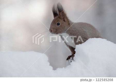 エゾリス　冬　雪 122585208