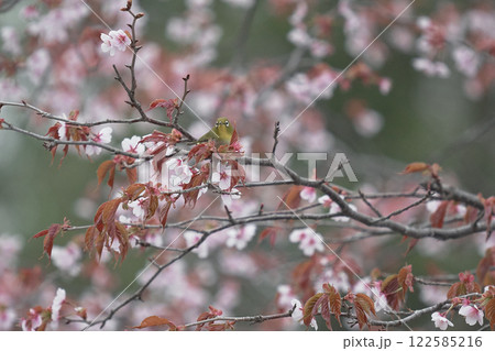 メジロ　桜 122585216