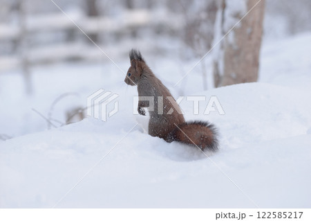 エゾリス　冬　雪 122585217